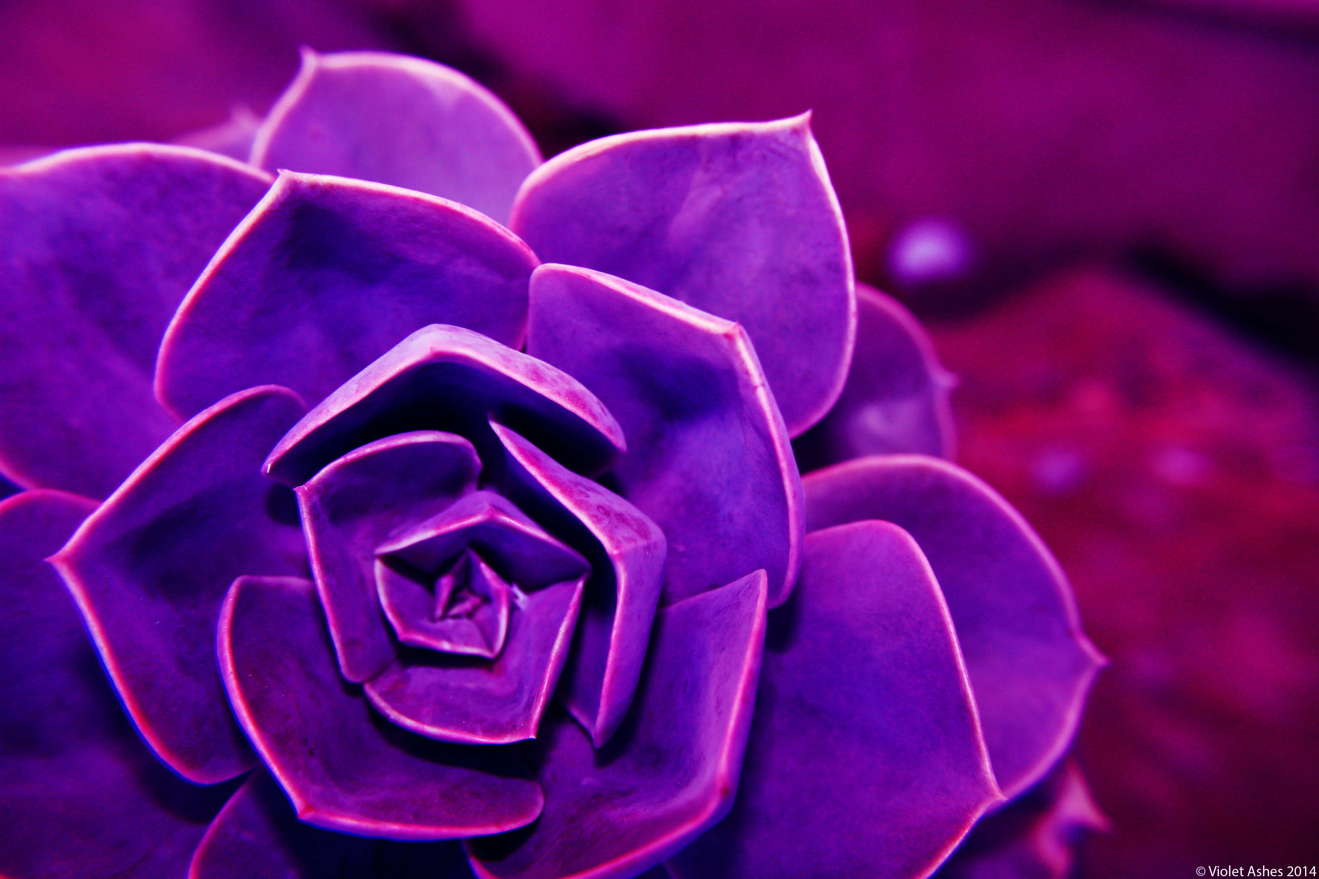 Violet Succulent - July 2014 © Violet Ashes 2014